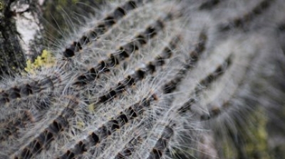 Minder eikenprocessievlinders in Gelderland