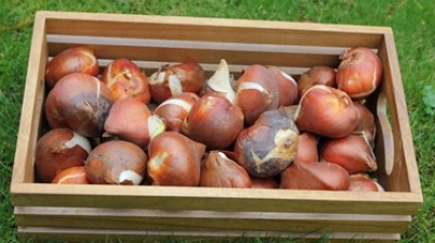 Smakelijk eten: Openluchtmuseum serveert tulpenbollen