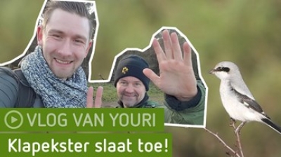 VIDEO | De 'slager van de winter' aan het werk